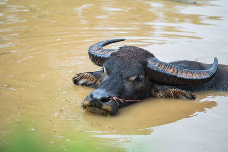 Buffalo take a bath in the canal