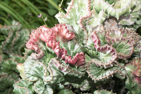 leaveの写真素材