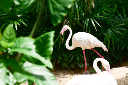 Animals in the khaokheow open zoo Chon Buri Thailandの写真素材