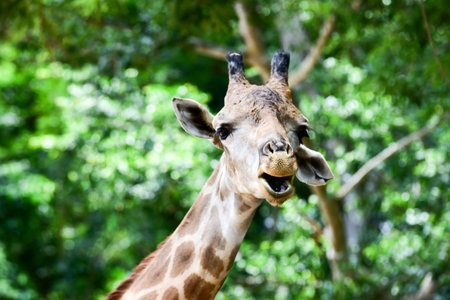 Giraffe eats food from tourists in open zooの写真素材