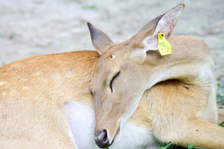 Deer Eat grass in the zoo.のeditorial素材