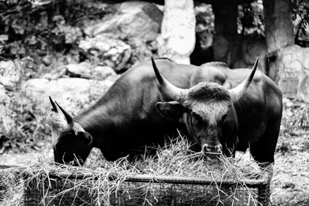 Bison  is eating grassの写真素材