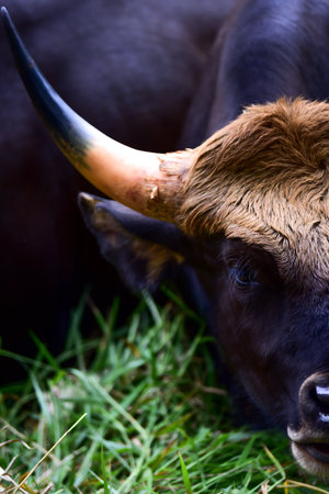 Bison is eating grassの写真素材