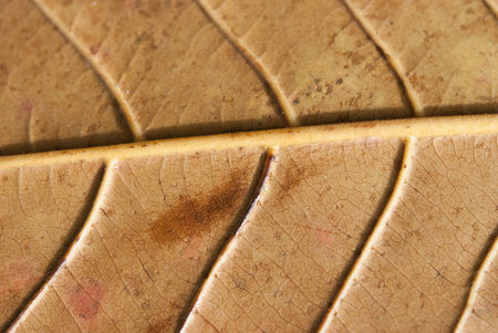 close up Green leaf patten for background. Fresh  green  leaves.の写真素材