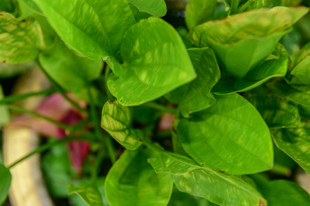 Green Beautiful leaves in the park  .