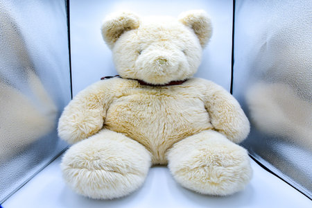 Soft big shaggy brown bear on white background.