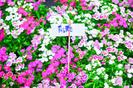 Flowers bloom in the garden with natural light.flower and branches with green  leaves on backgroundの写真素材