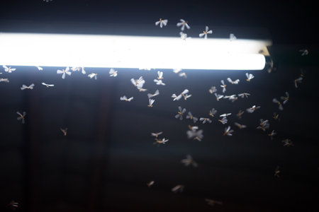 moth flying in the fire ,the neon light in night time, it's raining time.の写真素材