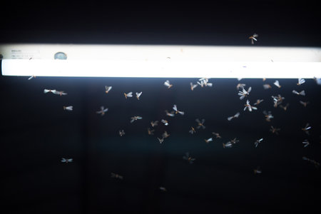 moth flying in the fire ,the neon light in night time, it's raining time.の写真素材