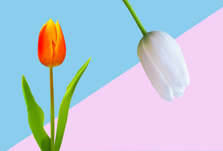 Various Colorful tulips flower isolated on color texture backgroundの写真素材