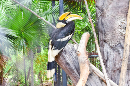 Chai nat Thailand December 26 2019 see birds at Chai NAT Bird Park is a place of chainat province. Bird cage is the biggest in Asia, covering an area of 26 hectares and contains various species birds.の写真素材
