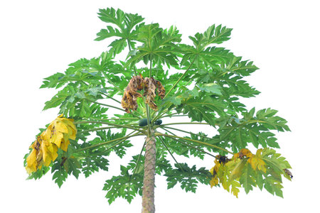 papaya green tree with  papaya fruit on white background.with pathing.の写真素材