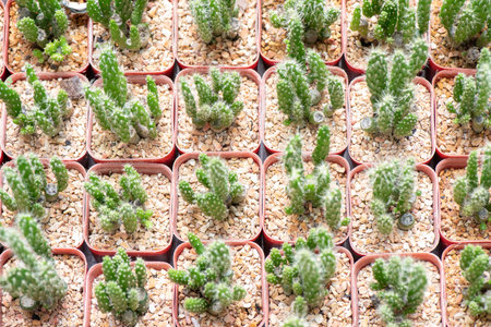 Beautiful  desert cactus flower closeupの写真素材