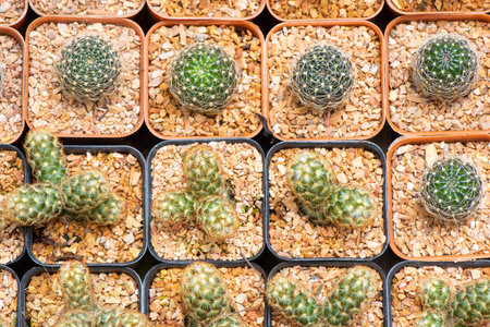 Beautiful  desert cactus flower closeupの写真素材
