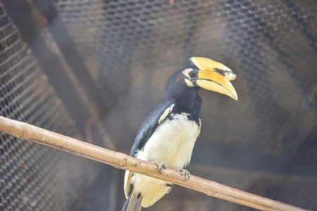 Chai nat, Thailand - December 26, 2019 : see birds at Chainat Bird Park is a place of chainat province. Bird cage is the biggest in Asia, covering an area of 26 hectares and contains various species birds.のeditorial素材