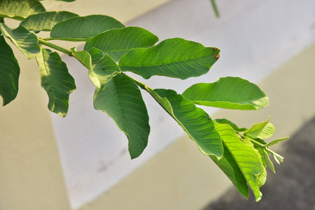 Guava branches are prepared for planting.