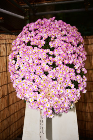 Tokyo Japan November 27 2019 Unidentified  Blur  Autumn leaves in Yoyogi Koen national garden.のeditorial素材