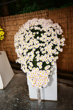 Tokyo Japan November 27 2019 Unidentified  Blur  Autumn leaves in Yoyogi Koen national garden.のeditorial素材