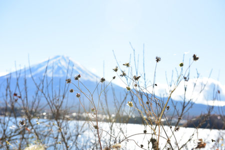 Colorful Autumn Season and Mountain Fuji at lake Kawaguchiko Japan.の写真素材