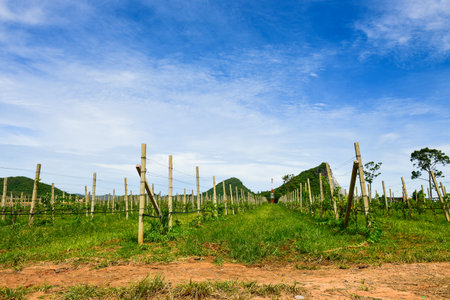 Pattaya Thailand August 02 2019  beautiful building in Silverlake vineyard at pattaya thailand.のeditorial素材