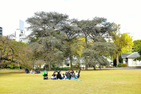 Tokyo, Japan November 27 2019 Unidentified many people are walking at shinjuku Gyoen national garden and watch the autumn tree in the garden, autumn forest on a sunshine day.のeditorial素材