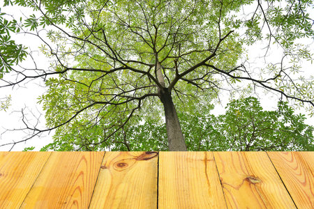 Green trees isolated on a white backgroundの写真素材