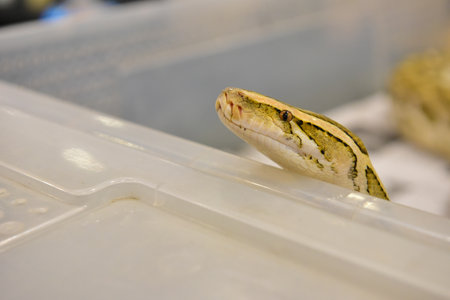 Rayong Thailand August 04 2019 blur Snake albino ball python on white background. Common cute...