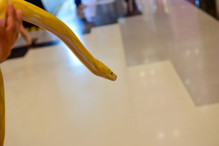 Rayong Thailand August 04 2019 blur Snake albino ball python on white background. Common cute domestic animalの写真素材