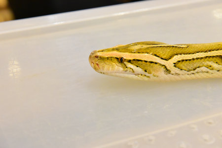 Rayong Thailand August 04 2019 blur Snake albino ball python on white background. Common cute...