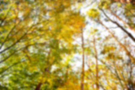 Autumn leaves on the sunshine. pattern Full blurred background.