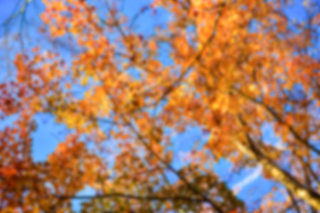Autumn leaves on the sunshine. pattern Full blurred background.