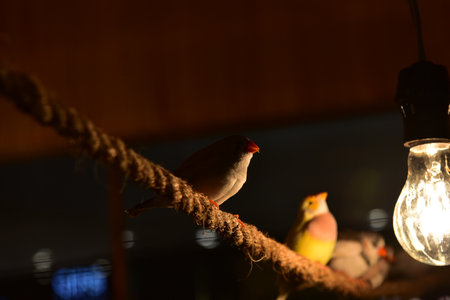Rayong Thailand August 04 2019 blur Snake albino ball python on white background. Common cute domestic animalの写真素材