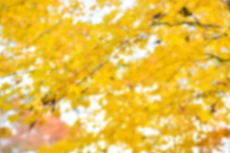 Autumn leaves on the sunshine. pattern Full blurred background.