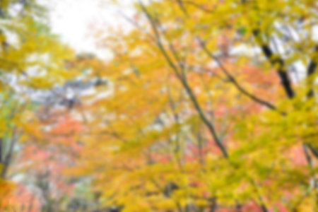 Autumn leaves on the sunshine. pattern Full blurred background.