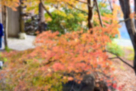 Autumn leaves on the sunshine. pattern Full blurred background.