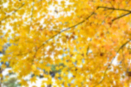 Autumn leaves on the sunshine. pattern Full blurred background.の写真素材