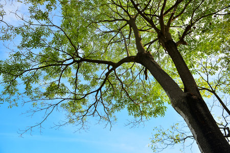 green tree have background blue sky