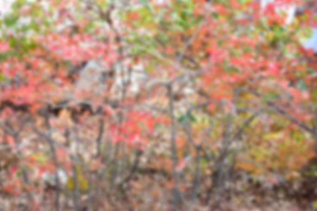 Autumn leaves on the sunshine. pattern Full blurred background.