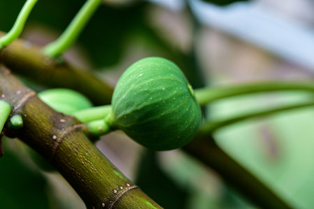 Natural figs on a branch of a fig tree with beautiful green leaves.の写真素材