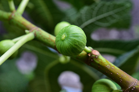 Natural figs on a branch of a fig tree with beautiful green leaves.
