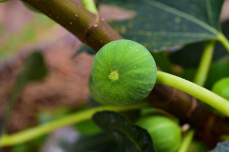Natural figs on a branch of a fig tree with beautiful green leaves.の写真素材