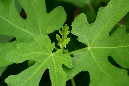 Natural figs on a branch of a fig tree with beautiful green leaves.の写真素材