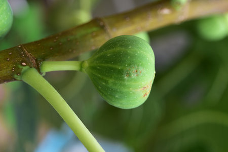 Natural figs on a branch of a fig tree with beautiful green leaves.の写真素材