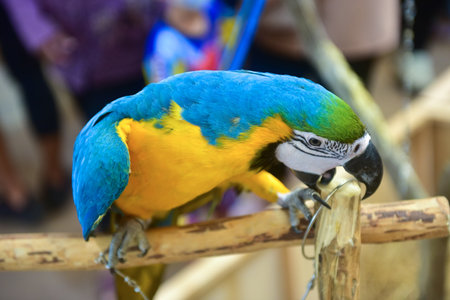 Rayong Thailand February 15 2023 beautiful macaw parrot blue yellow on Timber.