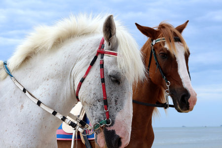 white horseの写真素材