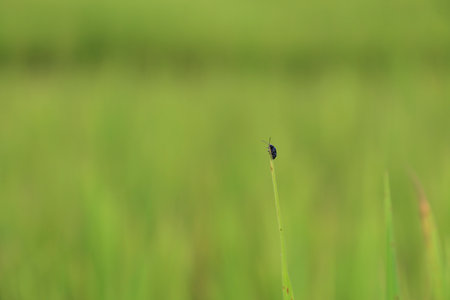 Image of a bug isolated on a green backgroundの写真素材