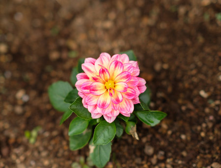 Flowers of Dahlia Pinnata belongs to family Asteraceae, also know as garden dahlia.