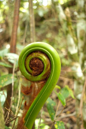 Close up of a curled young fern.