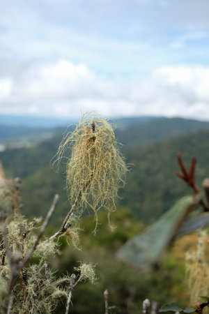 Branch with hanging straw beard lichen (Latin: Usnea scabrata). Blurry bokeh forest background.の写真素材