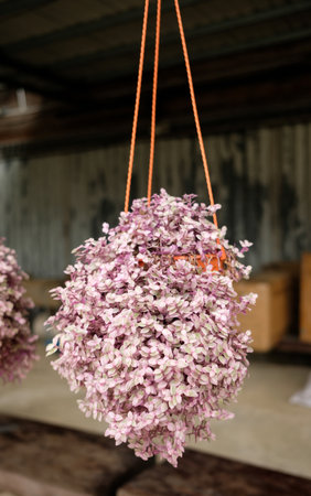 Close up of a beautiful potted plant callisia pink lady flower.の写真素材